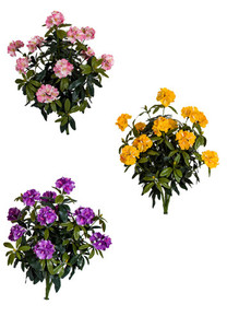 40" Flowering Outdoor Rated Rhododendron pink purple and yellow 40" Flowering Outdoor Rated Rhododendron pink purple and yellow
