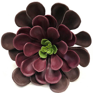 8" Aeonium Outdoor UV Rated Plant purple with green center 8" Aeonium Outdoor UV Rated Plant purple with green center