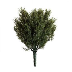 Outdoor Rated Cypress Bush on white background Outdoor Rated Cypress Bush on white background