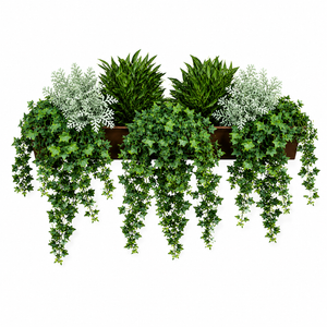 English Ivy UV rated recipe green vine and bush bundle for window boxes