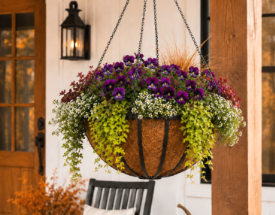 How to Transition Window Boxes and Hanging Baskets from Summer to Fall