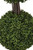 Close up of Outdoor Rated English Boxwood Topiary