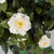 outdoor rated artificial white gardenias flower detail