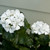 Outdoor rated artificial white Geranium Bundles for Window Boxes