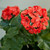 Outdoor rated artificial Red Geranium Bundles for Window Boxes