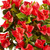 Outdoor rated artificial red bougainvillea detail