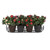 4 pots with azaleas inside Parisian Railing Planter