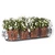 Parisian Railing Planter with pots with white flowers