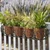 Parisian Railing Planter with pots on wood rail with lavender in background