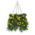 Yellow Outdoor Morning Glory Bundles for Hanging Baskets