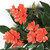Close up of Coral 30" Impatiens Outdoor UV Rated Vines