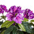 Purple 40" Flowering Outdoor Rated Rhododendron