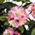 pink 40" Flowering Outdoor Rated Rhododendron