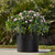 Pink 26" Outdoor Rated UV morning glory vine in a modern planter