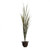 Green Single Outdoor Rated Fountain Grass in a container