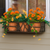 Falling Water Window box with terracotta pots and orange and yellow flowers mounted under window with shutters