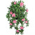 Pink Azalea Vine