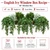 36" English Ivy UV rated recipe green vine and bush bundle for window boxes