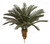 3.5 foot Outdoor UV Rated Cycas Palm Trees, with 36 Fronds