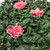 Close up of azaleas with pink flowers Close up of azaleas with pink flowers
