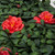 Close up of azaleas with red flowers Close up of azaleas with red flowers