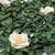 Close up of azaleas with cream flowers Close up of azaleas with cream flowers
