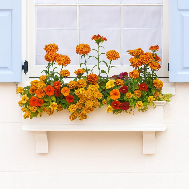 Laguna Direct Mount Window Box  mounted under window with fall flowers