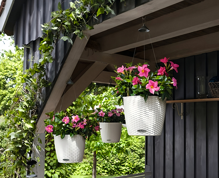 Three white hanging plant containers hold pink rocktrumpet flowers.
