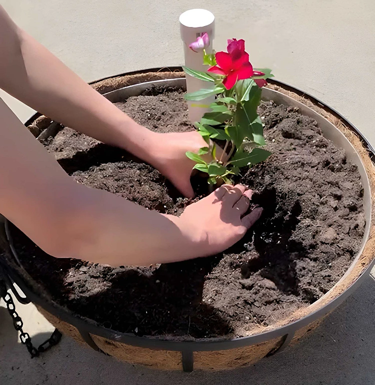 Two hands place a plant in an overhead flower pot.