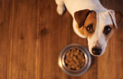 Therapeutic Soft Chews