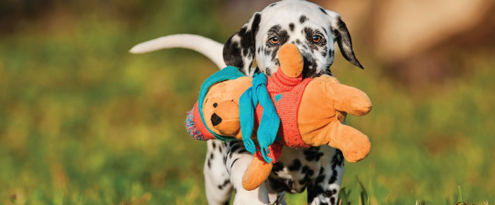 Gourmet Dog Biscuits