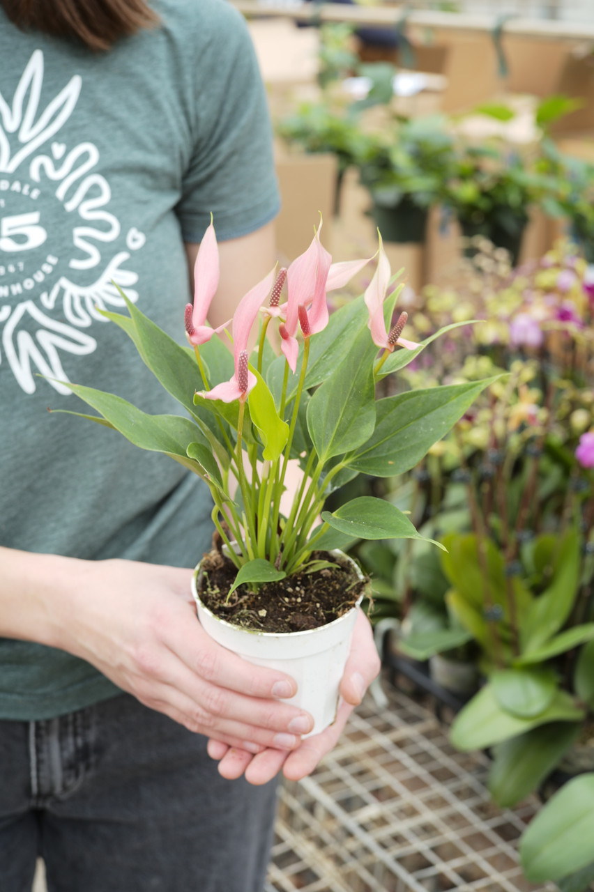 4" Anthurium Lilli Pink