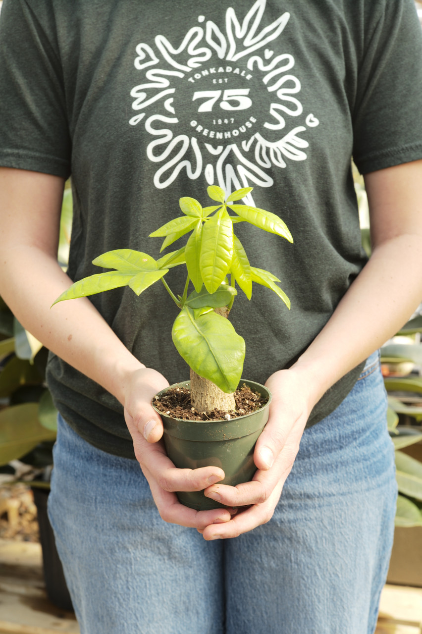 4" Money Tree Stump - Tonkadale