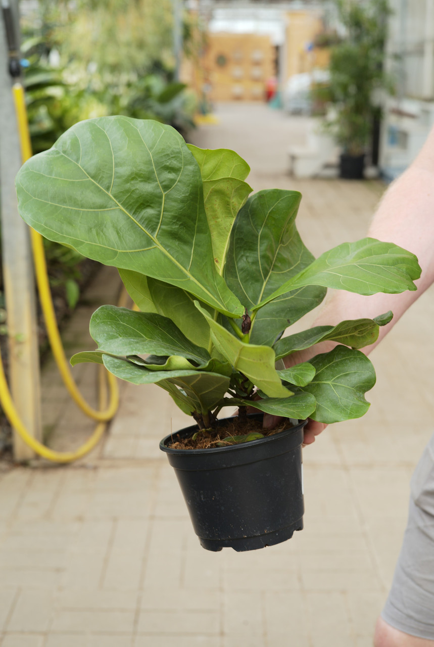 Tonkadale Ficus Lyrata Fiddle Leaf