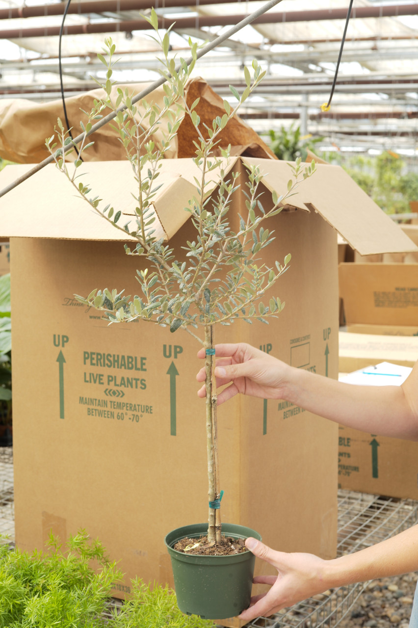 6 quot Olive Tree Tonkadale