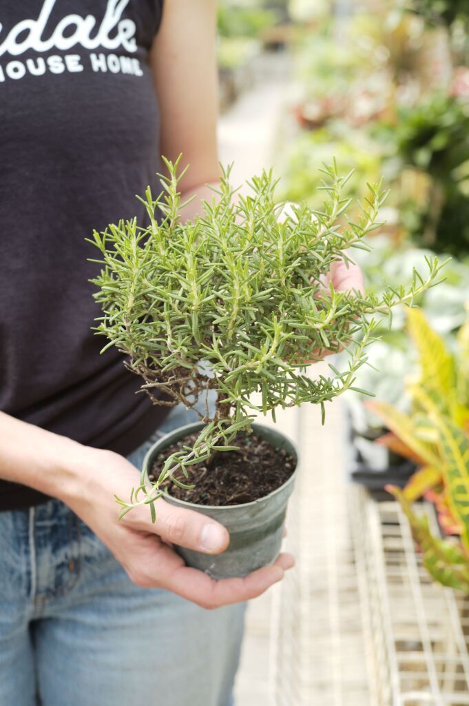 4" Bonsai Rosemary - Tonkadale