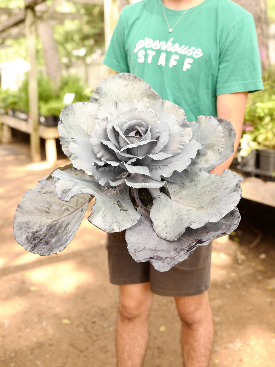 Flowering Kale & Cabbage 6 in