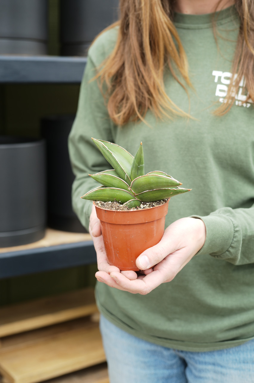 4" Sansevieria Samurai
