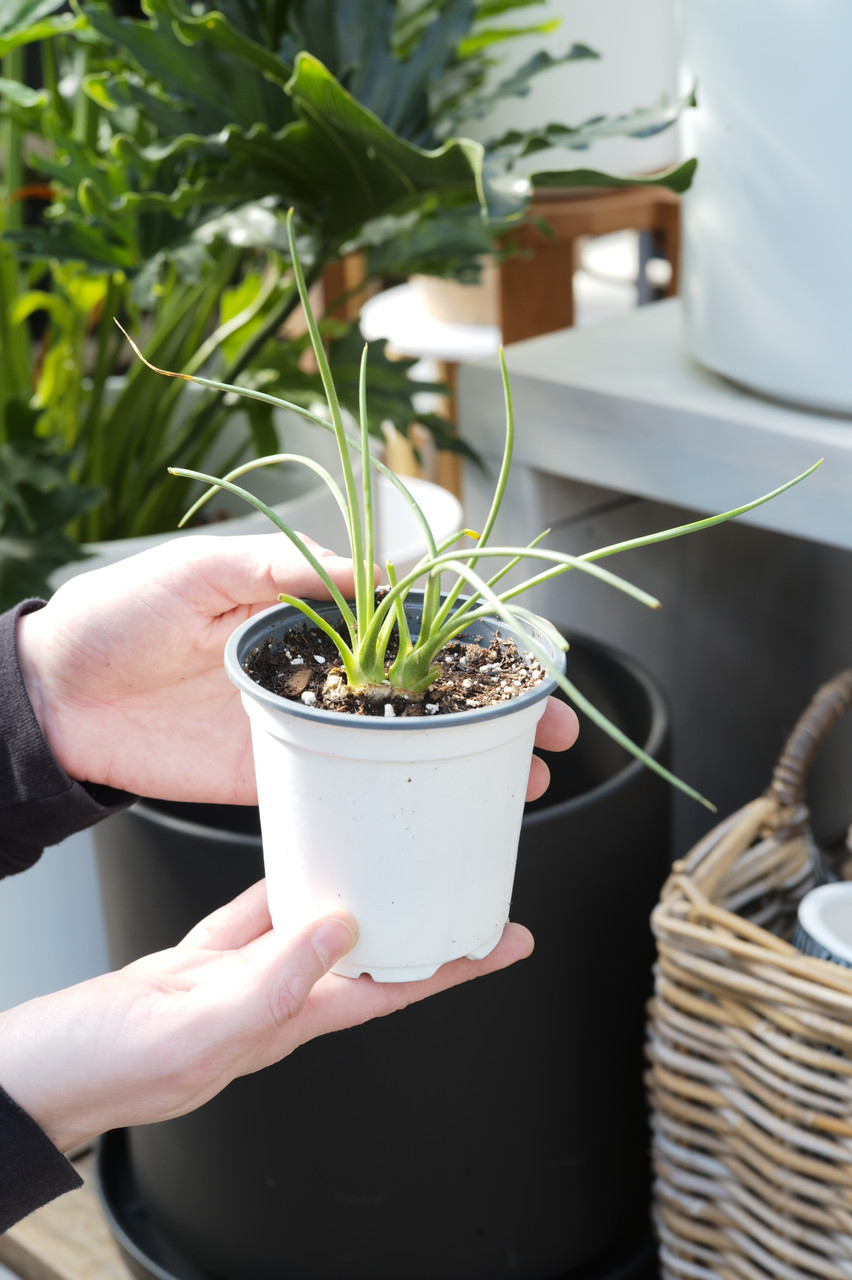 schlafzimmer bogenhanf Sansevieria Moonshine ca 50 cm Bogenhanf Zimmerpflanze Schwiegermutter –  Blumen-Senf® main image 1