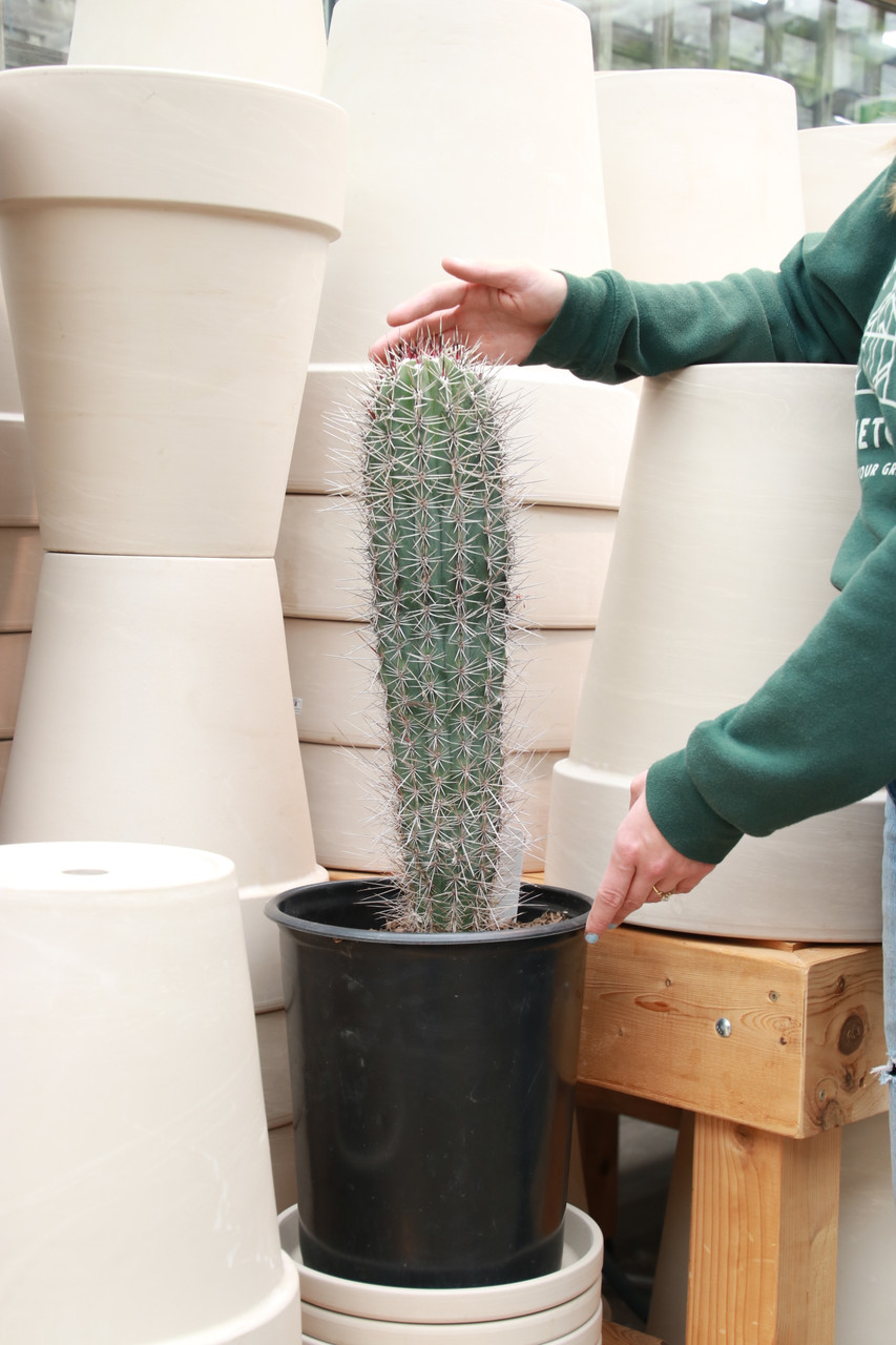 12" Pachycereus Pringlei