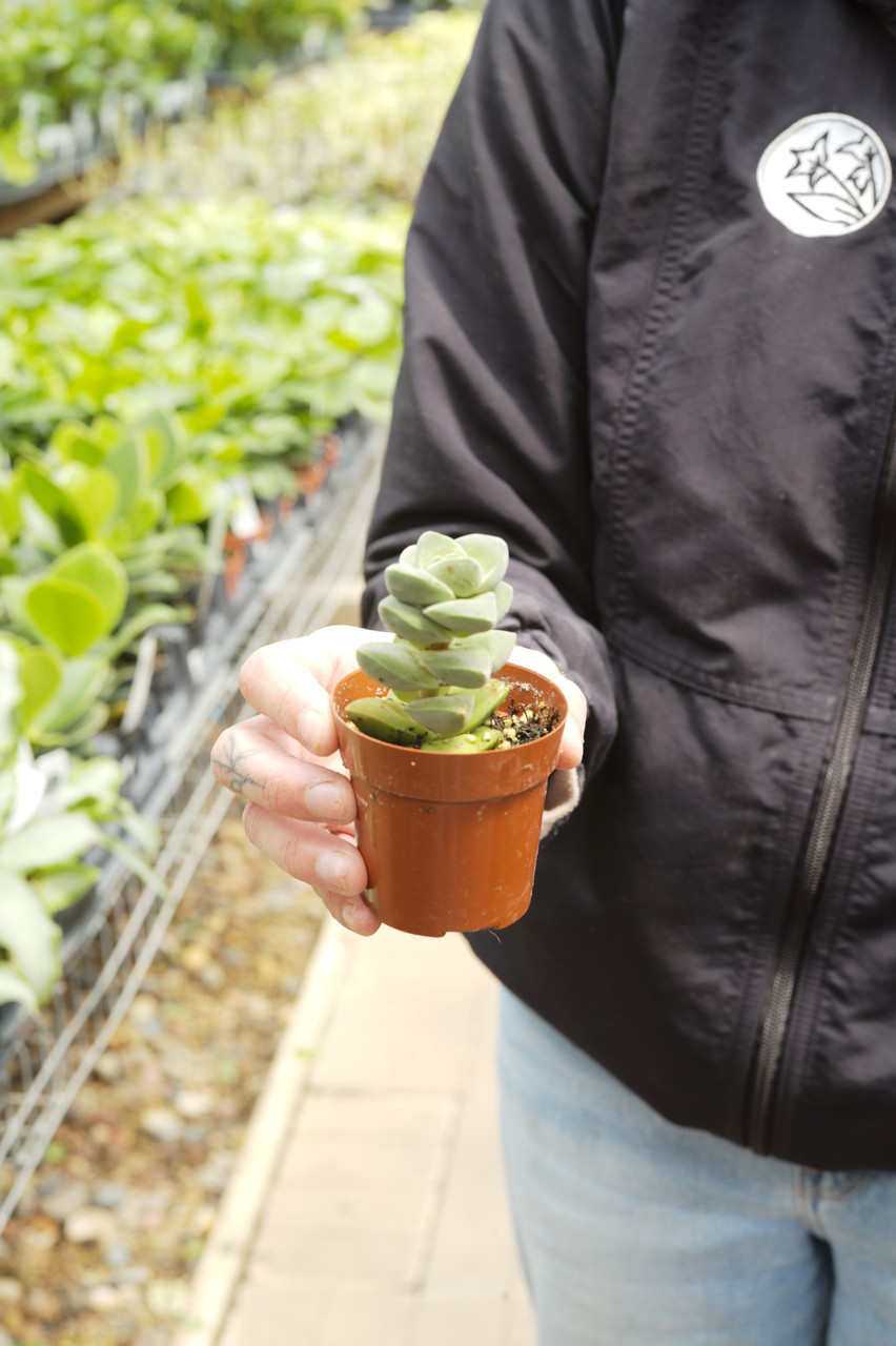 3" Crassula Moon Glow - Tonkadale