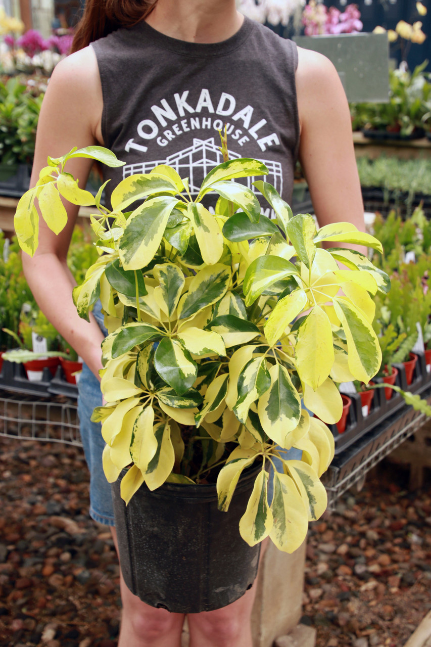 10" Schefflera Arboricola 'Dazzle'