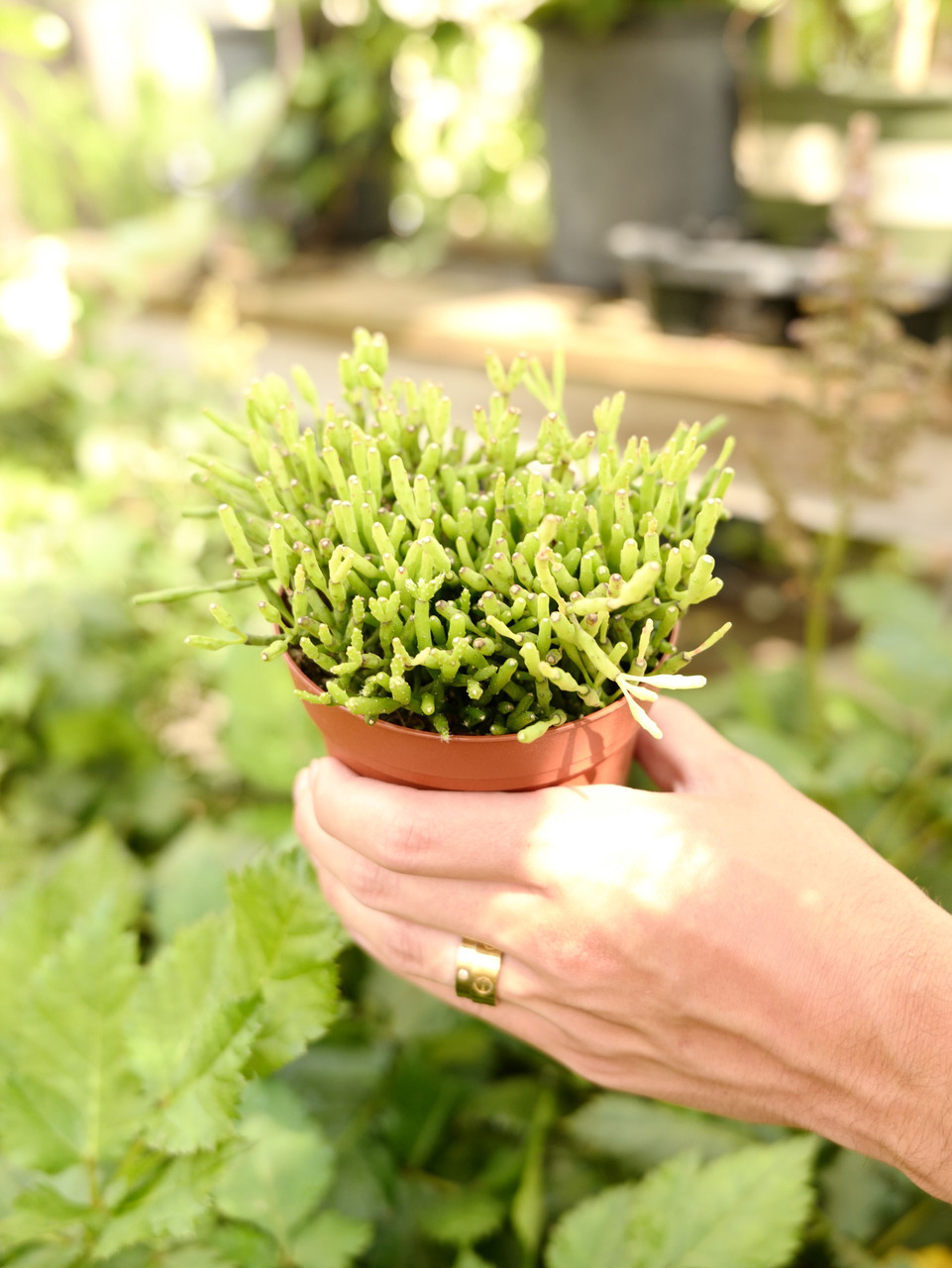 4" Rhipsalis Dancing Bones