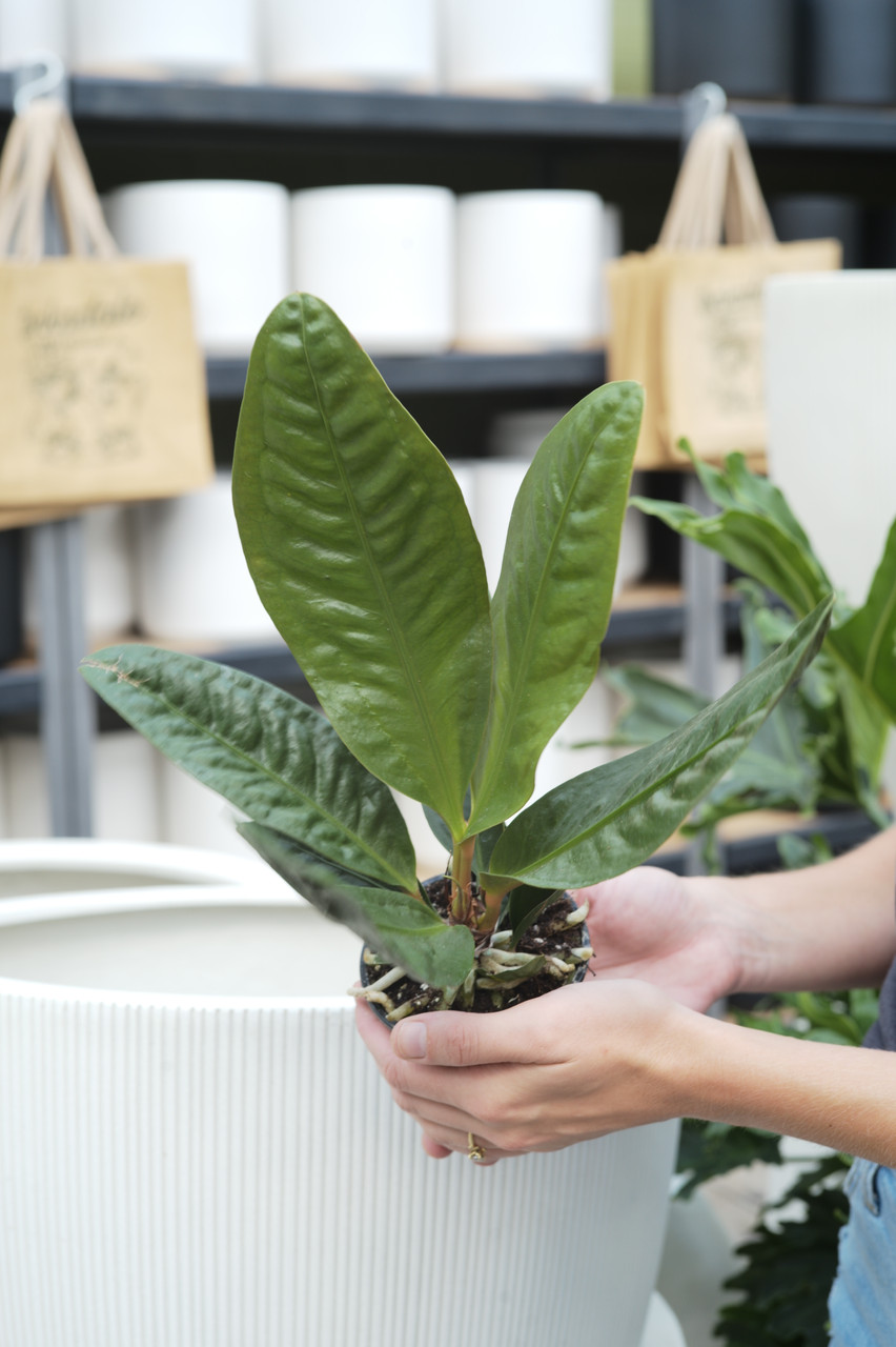 bonsai substrat mischung Bonsai-Erde kaufen? ✓ Schnell versandt – Sybotanica main image 1