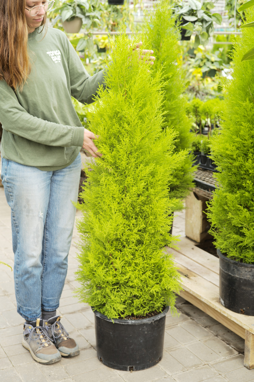 14" Lemon Cypress