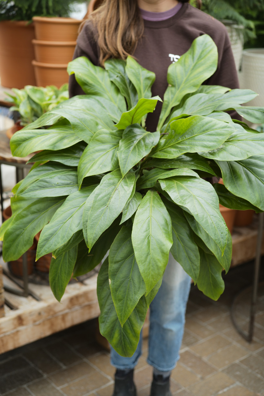 10" Anthurium Jungle Bush