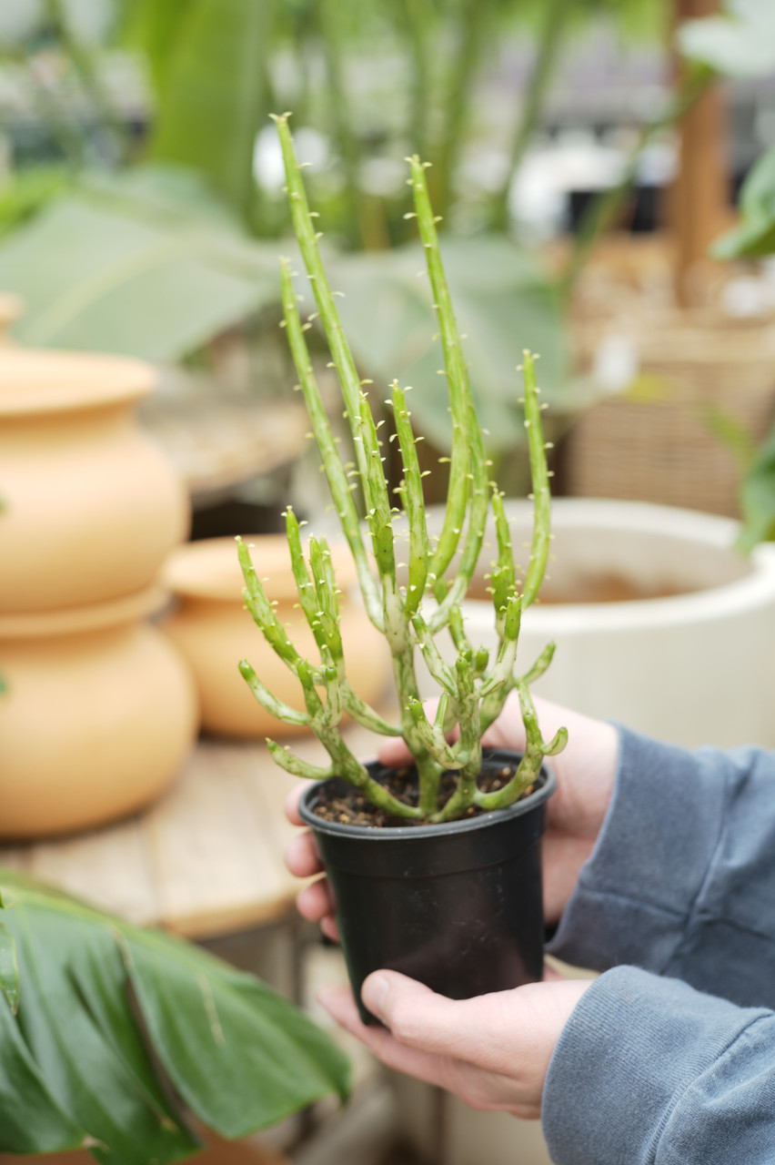 4" Euphorbia Leucodendron variegated