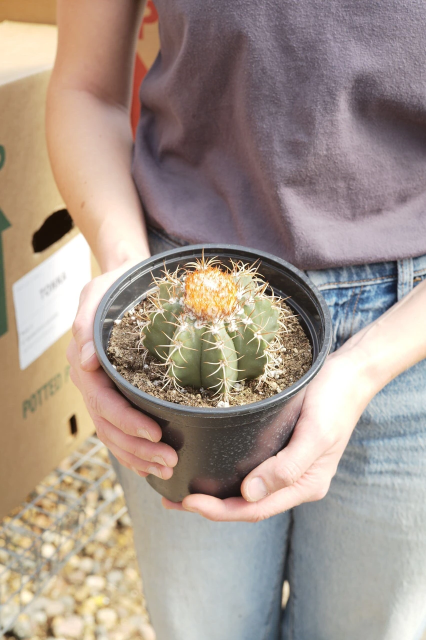 6" Melocactus Matanzanus