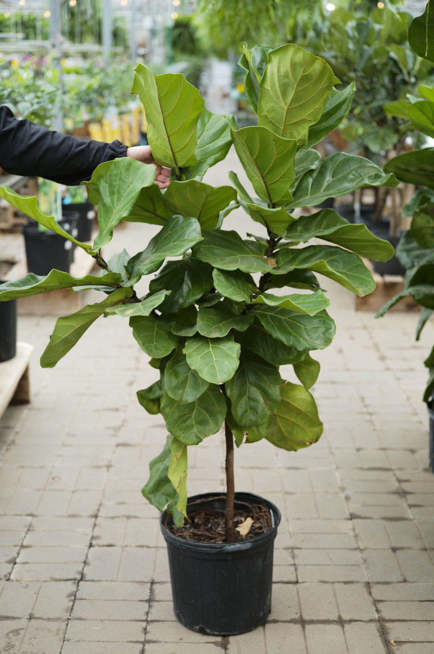 Ficus Fiddle Leaf - Tonkadale