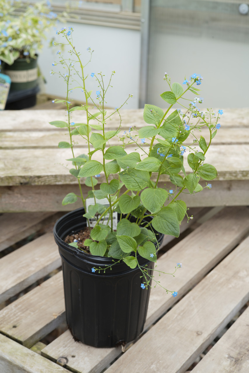 Brunnera 'Jack Frost' - 1 gal - Tonkadale